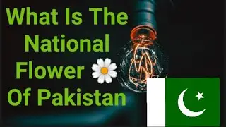 What Is The National Flower Of Pakistan 🤔#shorts