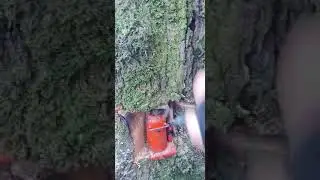 bottle jacking a tree over new zealand #arborist #husqvarna #treeservice #treefelling