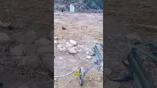 Potato Cannon? or Cannon Shooting Potatos🤔 #blackpowdercannon #potatocannon