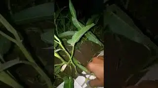 CAK MAN PANEN KANGKUNG MALAM HARI 