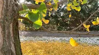 Sound of leaves falling - The Ginkgo tree