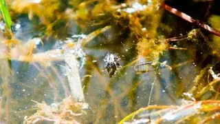 Griffith's Gnat - Easy and very effective midge cluster dry fly