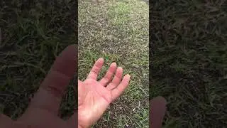 🌿 Don't forget this IMPORTANT Top Dressing Tip 😎
