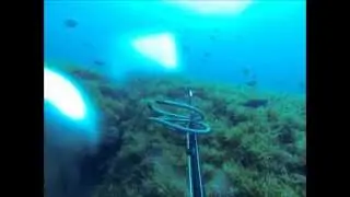 Spearfishing at the Frying Pan Tower - Wilmington, NC - 18 May 2013