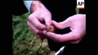 CONKER CHAMPIONSHIPS - COLOUR