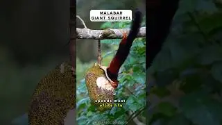 Meet the Colorful Malabar Giant Squirrel 🐿️ Nature&rsquo;s Marvel #nature #wildlife #squirrel