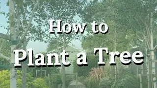 Planting New Trees