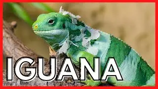 IGUANA - como CRIAR esse animal exótico de estimação - fatos importantes e curiosidades.