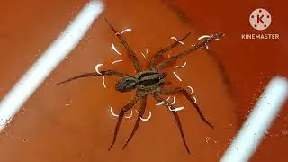 DIVING BELL SPIDER