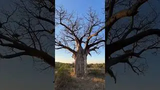 The mystery of tree