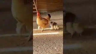 Software update: Cat running on chicken OS #cat#kitten #cutecatshorts #cute