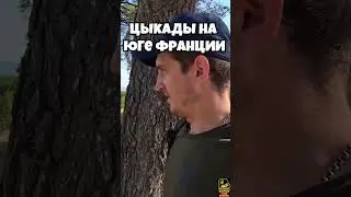 Цыкады на юге Франции
