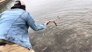 TRYING TO HELP A DYING SALMON