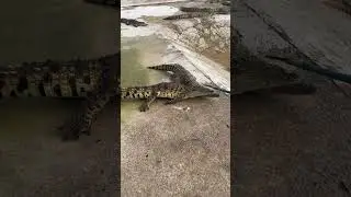 #crocodile #baffling animal behavior #crocodile prince #dangerous actions,
