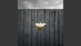 Concrete Lullaby