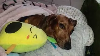 #cookie in a relax mode