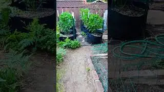 Rub a Dub Sundays pt 1 #reggae #gardening