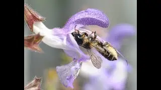 Pesticides in 'bee friendly' plants sold in garden centres