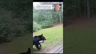 Family Cat Leaps Into Action to Stop a Bear