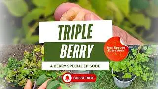 How to Grow Berries Like a Pro: Blueberries, Raspberries & Redcurrants Made Easy! #garden