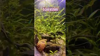 Fully ECOSYSTEM TANK #music #song #planetaquarium #aquarium #fish #aquascapegallery #fishtank #yt