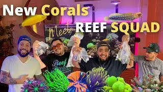 **NEW CORALS** REEF SQUAD TANKS!!!!! HIGH END CORALS