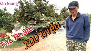 Siêu Phẩm : Những Vườn Quất Tiền Tỷ…? Văn Giang Hưng Yên “ 2926!