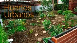 huerto urbano en casa