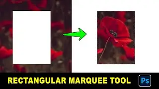 Rectangular Marquee Selection Tool || Photoshop