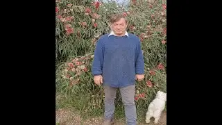 Angus Stewart   Feeding native plants