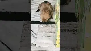 parmatma sabb vich vasda #shortvideo #trendingshorts #streetdog #dog