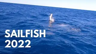 Sailfish2022 #floridakeys #sailfish #tournament #islamorada #2022