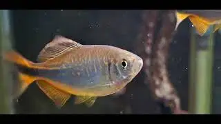 Bengal Danio