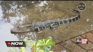 With all the rain, gators show up in unexpected places