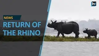 One-horned rhino census 2018 in Kaziranga shows Indian rhino populations are growing