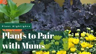Fall Plants to Pair with Mums | Fairview Garden Center