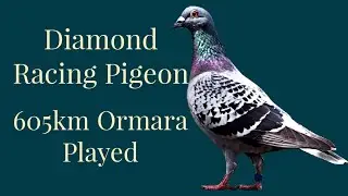 Black Diamond Racing Pigeon | 605km Ormara Played | Racer Kabutar | Racing Pigeons