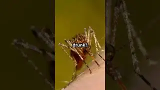 🤔 CAN MOSQUITOES GET DRUNK??? #mosquito #mosquitoes