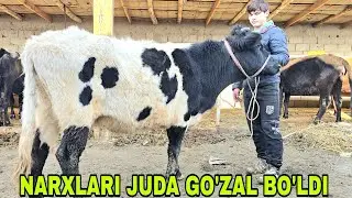 Jo'rabek akadan yangi partiya bo'g'oz mari ona bola va buqalar narxlari3 февраля 2026 г.