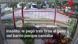 INS&Oacute;LITO: le peg&oacute; TRES TIROS al GALLO DEL BARRIO porque cantaba 😱🐓