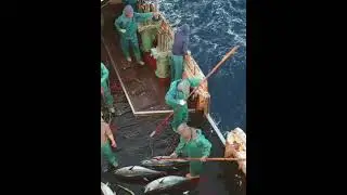 Kapal Longline Taiwan Diserang Kawanan Ikan Tuna, Dari Siang Sampai Malam Gak Habis-habis.