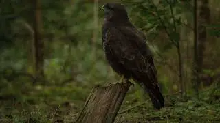 Buizerd September 2025