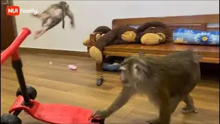 Nui and Poni compete with each other to play seesaws and push carts | Nui Family