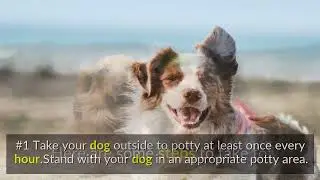 How To Potty Train an Older Dog In an Apartment