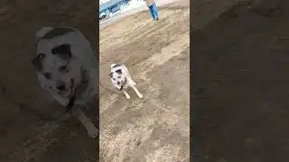How to Escape from a Toy-Obsessed Dog!