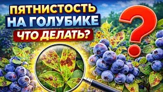 О болезнях на голубике 