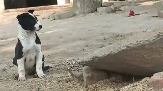 Grass Mein Khelte Hue Cute Black & White Puppies