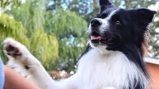 Smart Dogs Doing Cool Tricks Videos Compilation 2017 - Pets of Instagram [NEW]