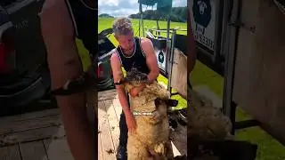 Satisfying Sheep Shearing Pt.2 | Wool Removal 🥺 #viral