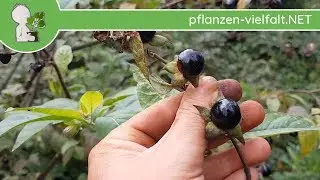 Schwarze Tollkirsche - 